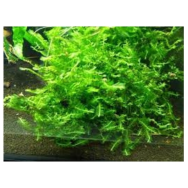 PLANTA N MUSGO CAMERON MOSS