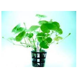 planta n hydrocotyle leucocephala tk