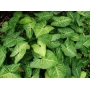 planta n sigonium verde