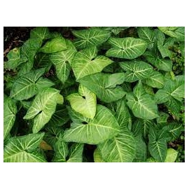 planta n sigonium verde