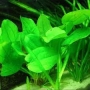 planta n echinodorus goianiense