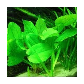 planta n echinodorus goianiense