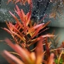 planta n rotala 