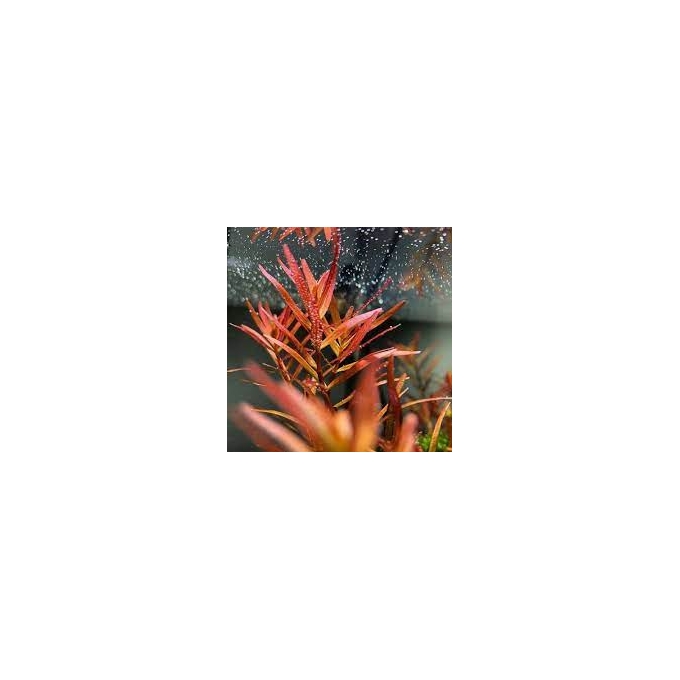 planta n rotala 