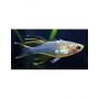 telmaterina