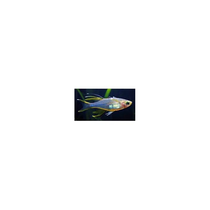 telmaterina