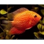 Acará Severum gold Red Spotted md