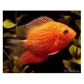 Acará Severum gold Red Spotted md
