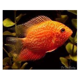 Acará Severum Red Spotted