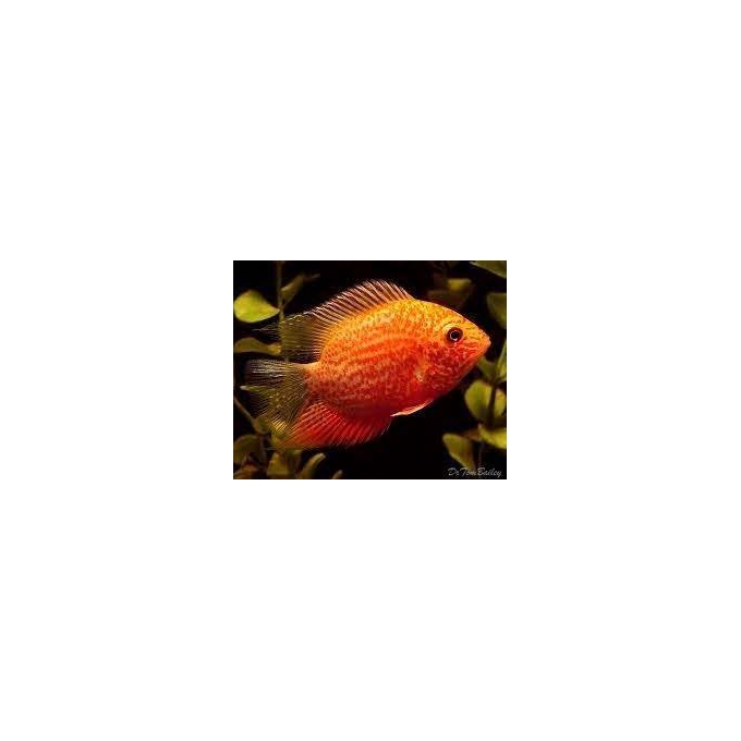 Acará Severum gold Red Spotted md
