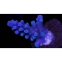 coral acropora oregon blue pq