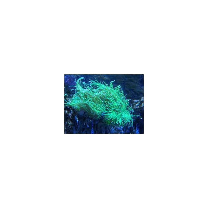 CORAL TORCH GREEN 01 BOCA
