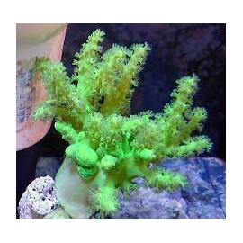 CORAL LEATHER COLT GREEN GR