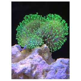 coral leather umbrella green neon md