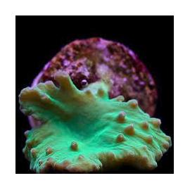 coral leather letucce green pq