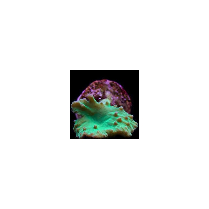 coral leather letucce green pq