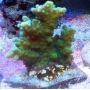 coral acropora austera banana gr