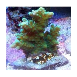 coral acropora austera banana gr