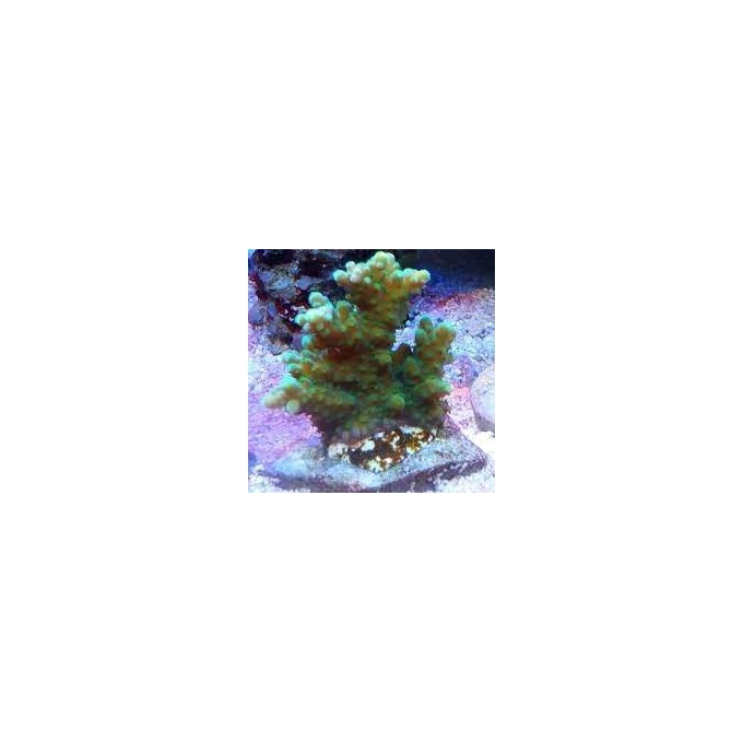 coral acropora austera banana gr