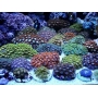 coral zoanthus import md diversos
