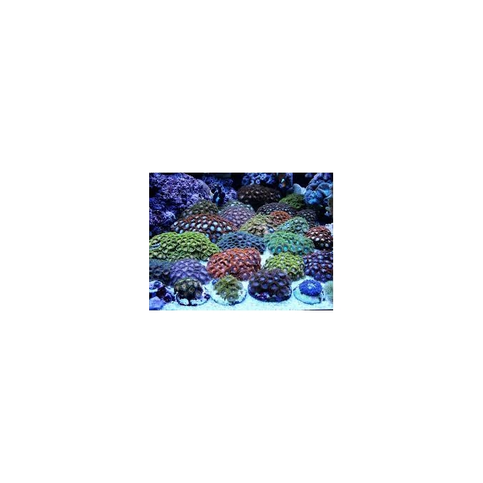 coral zoanthus import md diversos