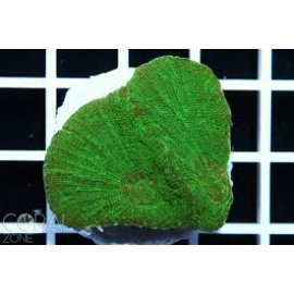 CORAL MOSELEYA LATISTELLATA GREEN MD