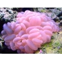 coral bubble rose md