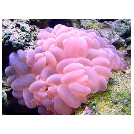 coral bubble rose md