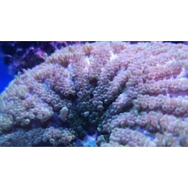 coral bubble green stone xg