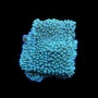 coral montipora undata green purple muda