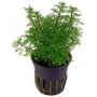 planta n myriophyllum matogr amano tk