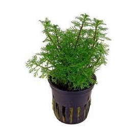 planta n myriophyllum matogr amano tk