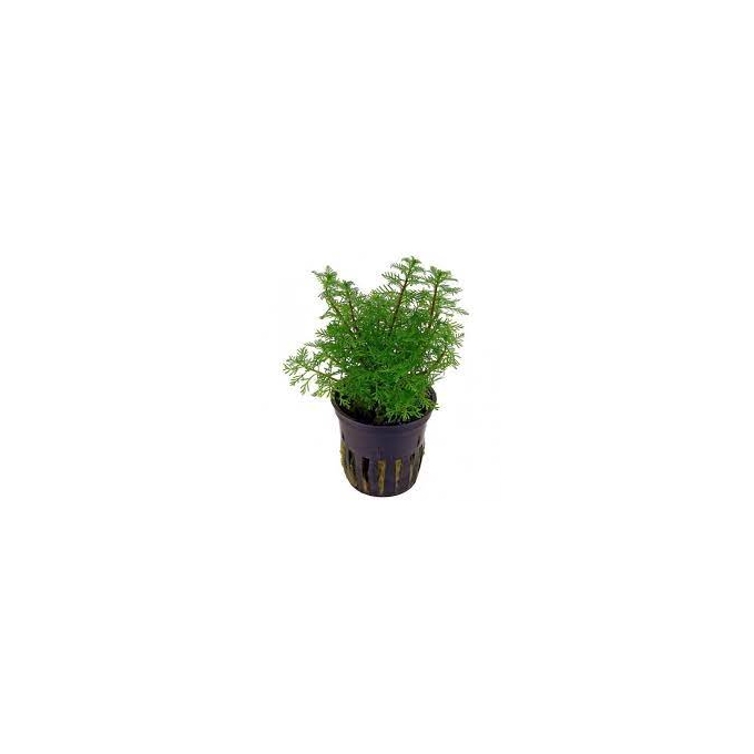 planta n myriophyllum matogr amano tk