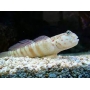 goby watchman pink and blue