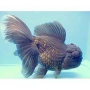 kinguio oranda blue scale gr