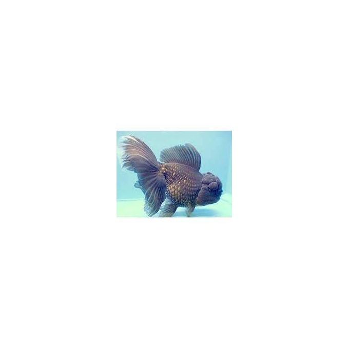 kinguio oranda blue scale gr
