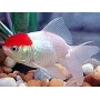 kinguio red cap md