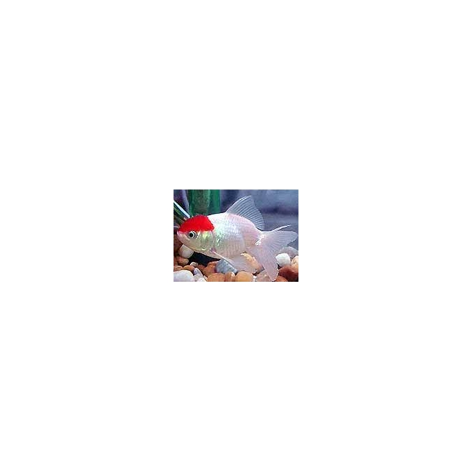 kinguio red cap md