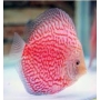acara disco stardust pq