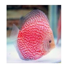acara disco stardust md