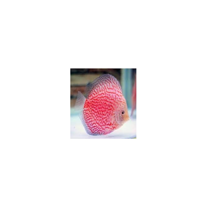 acara disco stardust pq