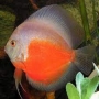 acara disco red white peq