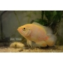 oscar albino peq