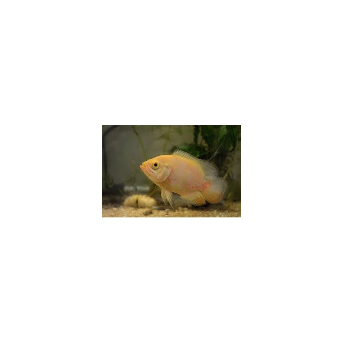 oscar albino peq