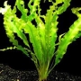 planta n aponogenton crispus tk