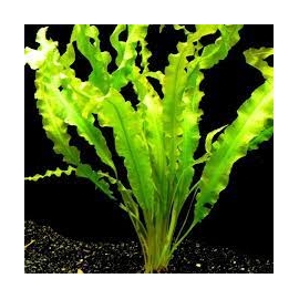planta n aponogenton crispus tk