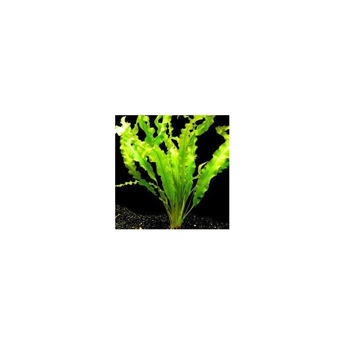 planta n aponogenton crispus tk
