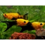 MOLINESIA GOLD BLACK LYRA
