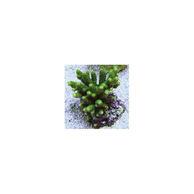 coral acropora millepora green pq