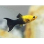 MOLINESIA GOLDEN BLACK PQ